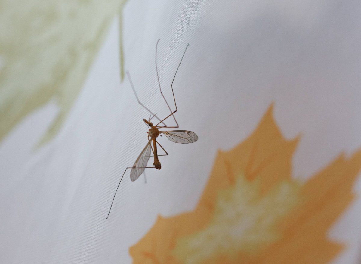 Бежевые летающие насекомые