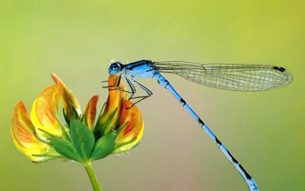 Голубая Стрекоза на оранжевом