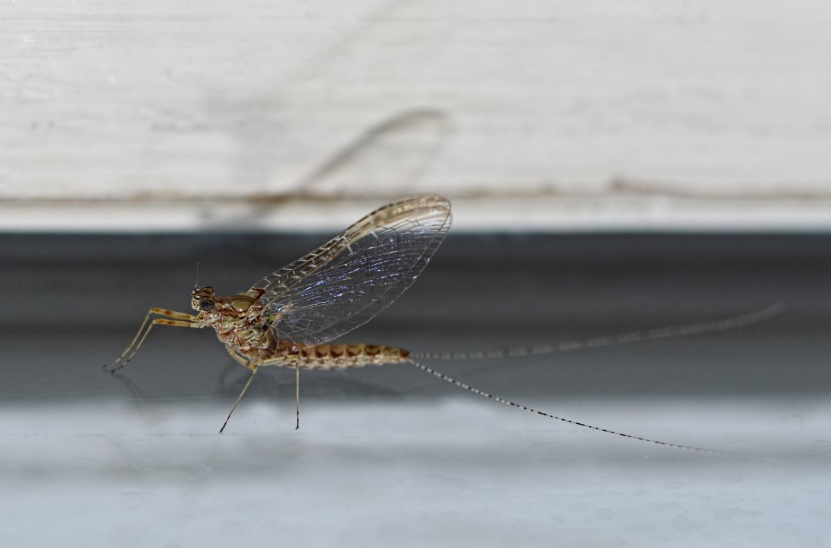 Летающее насекомое с длинным хвостом