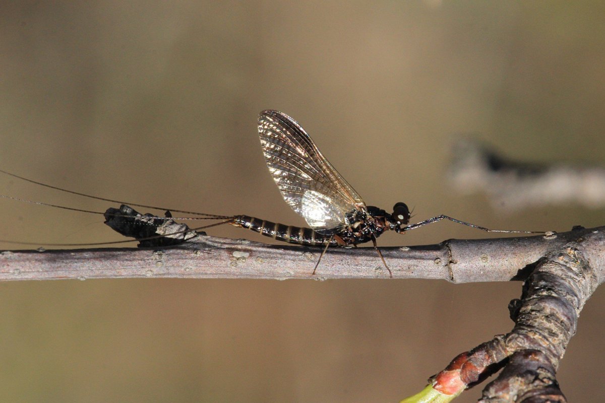 Подёнка чёрная