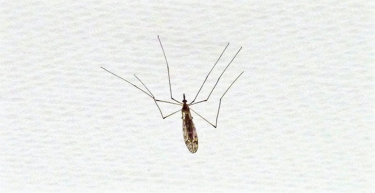 Маленькое насекомое с тремя ножками и крылышки