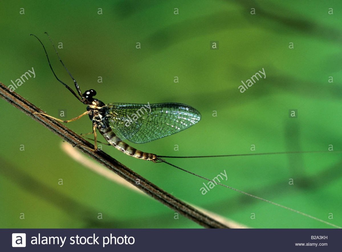 Поденки двухвостые