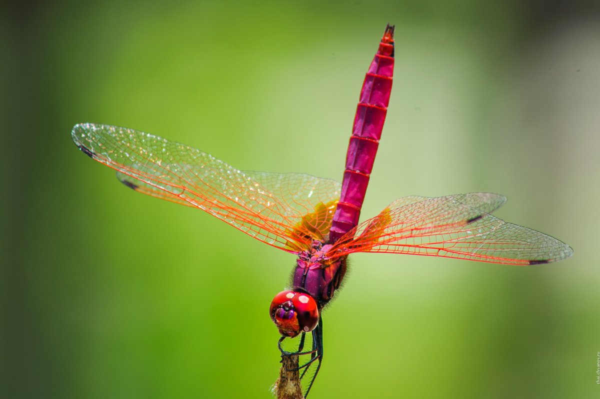 Насекомые Стрекоза Шафрановая