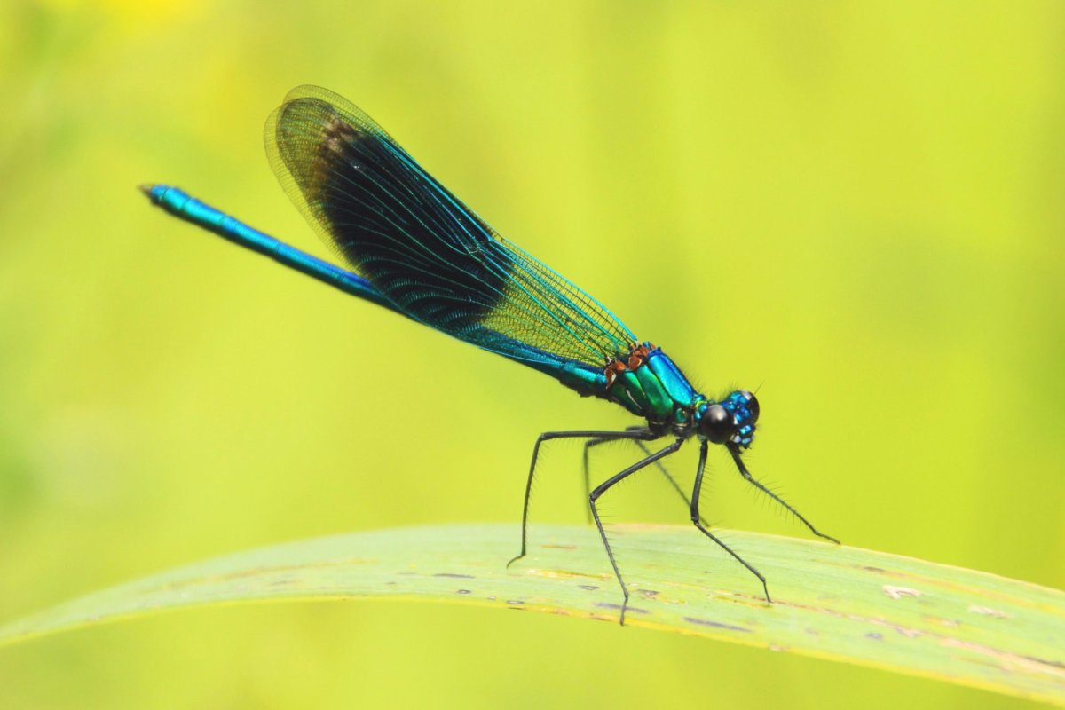 Изображение Стрекозы