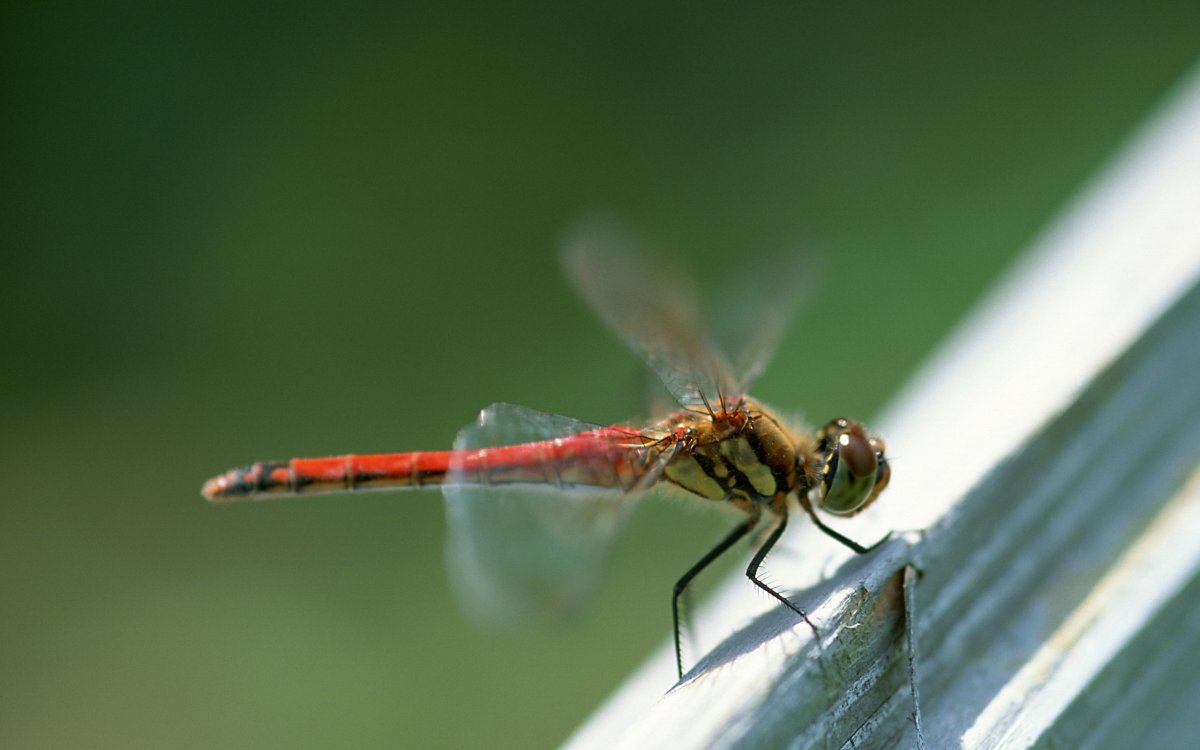 Стрекоза в приближении