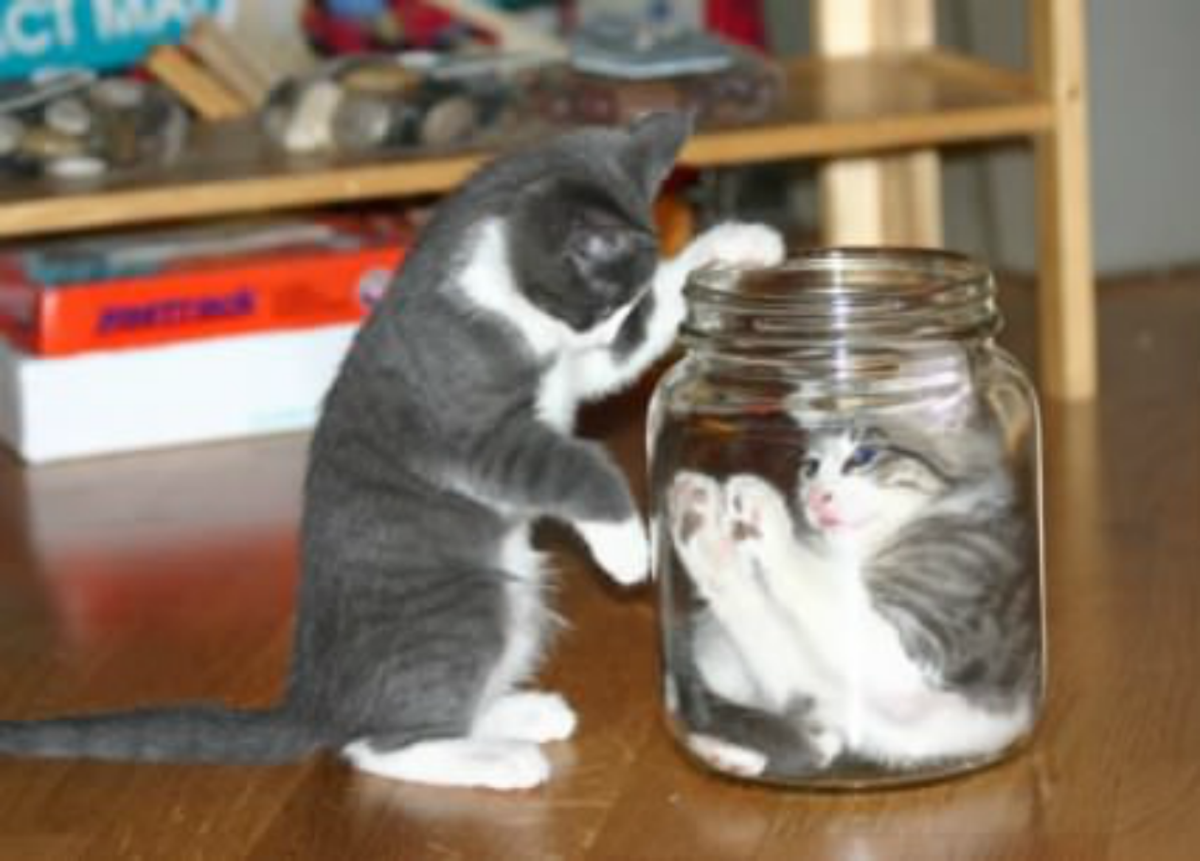 Кот залез в стакан