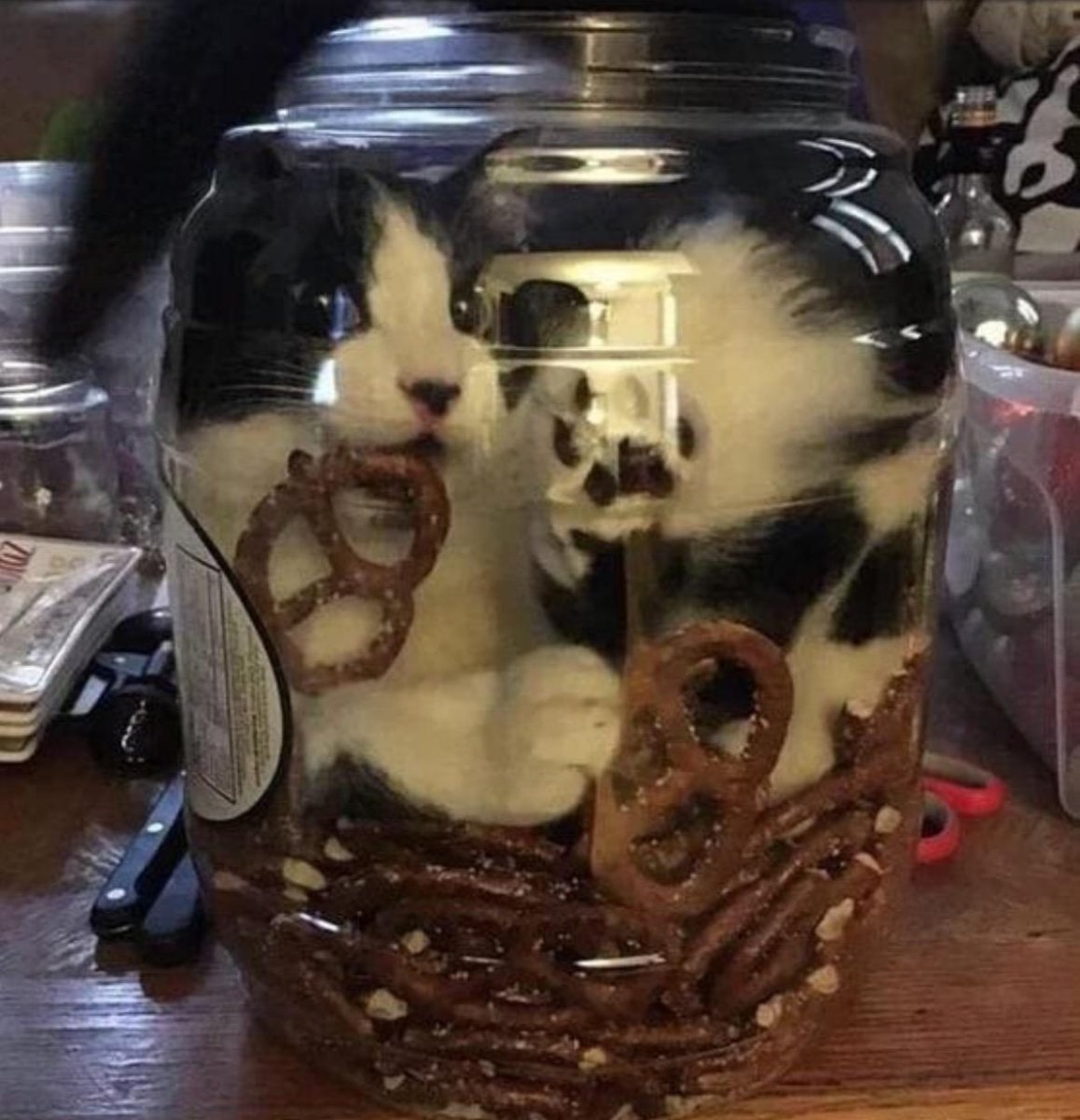 Коты в банках