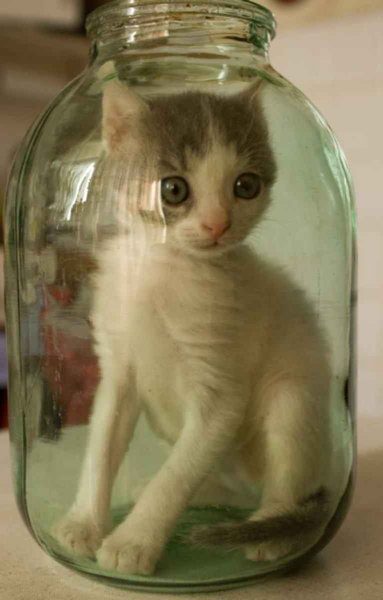 Кот в баньке