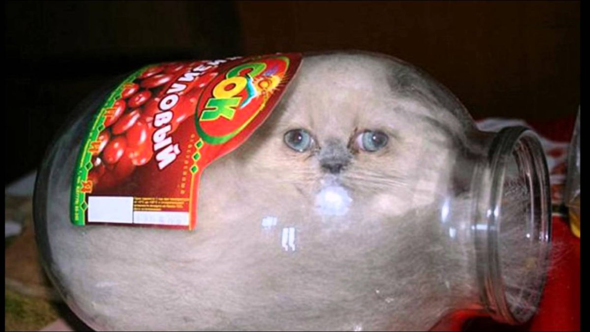 Котенок в банке