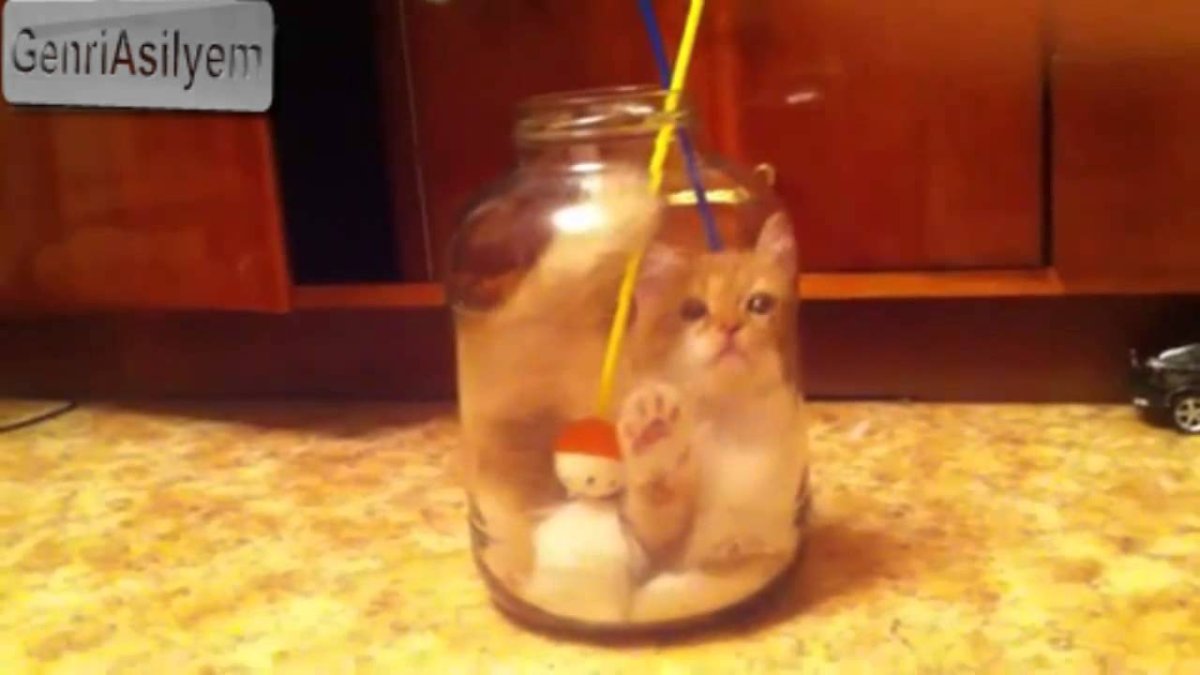 Кот в банке