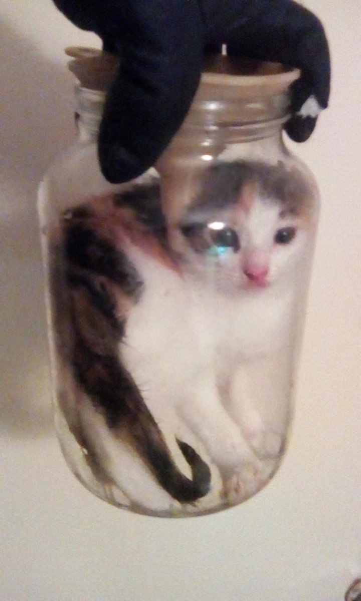 Котенок в банке