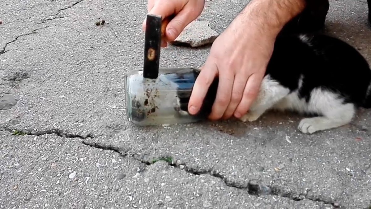 Кот застрял