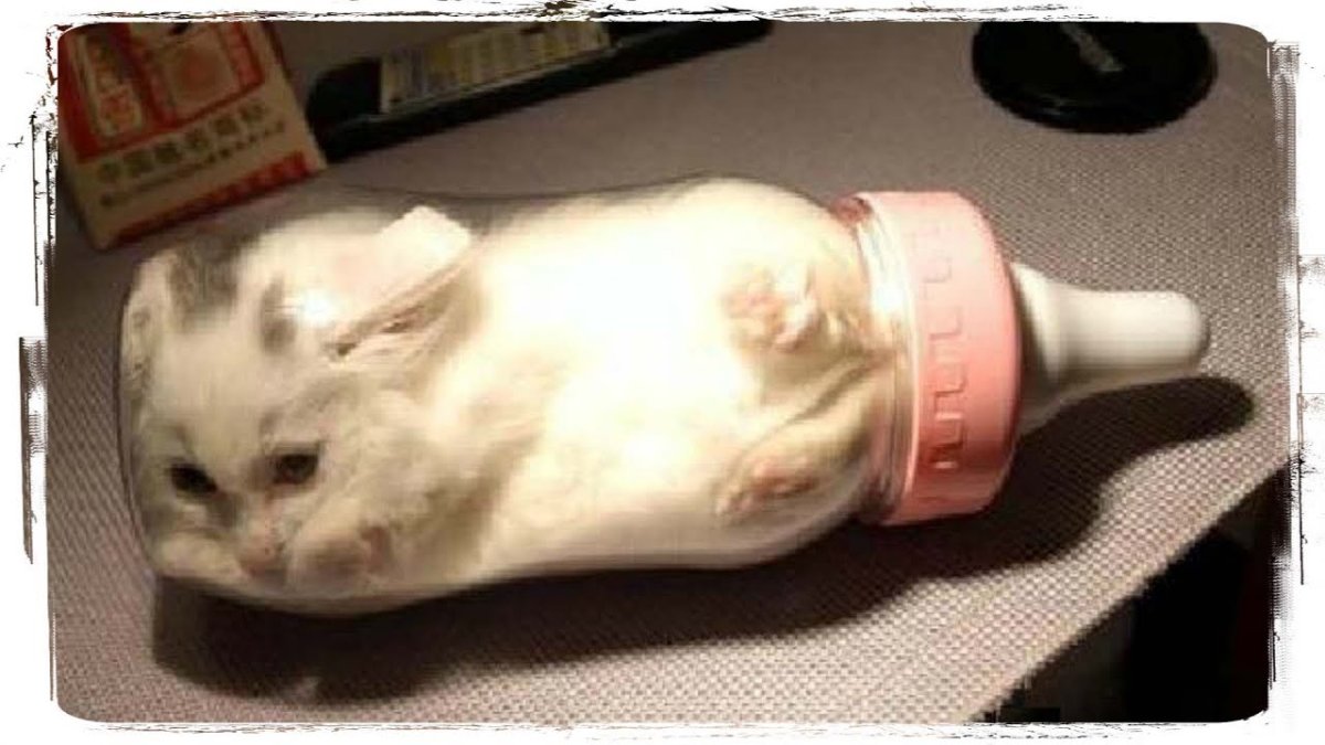 Бутылка для котят