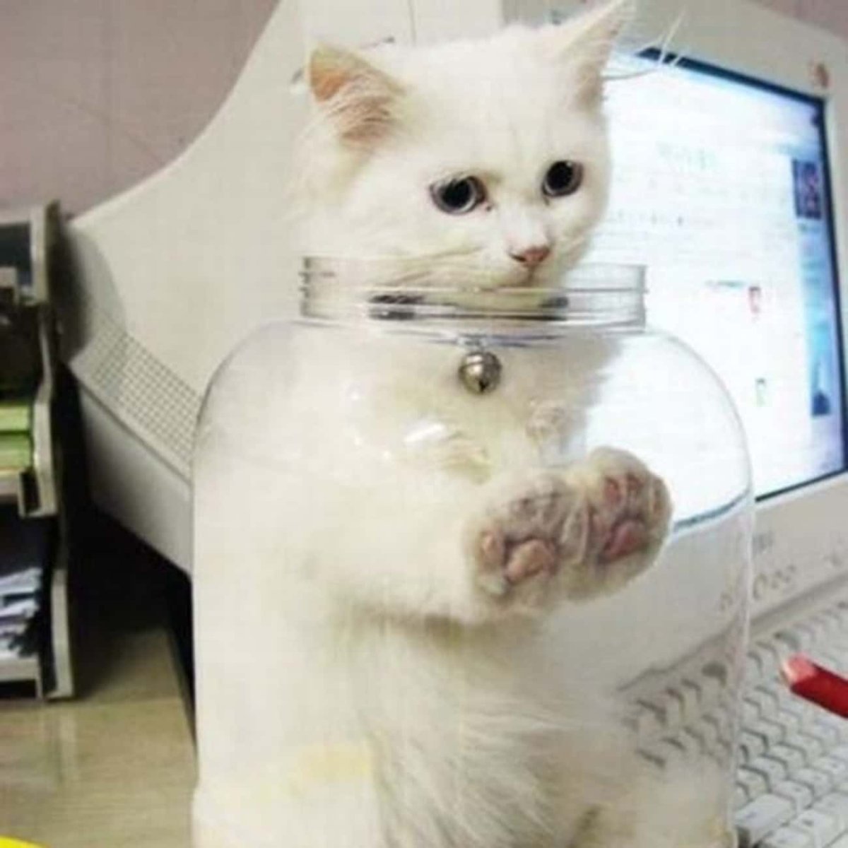 Кот в банке