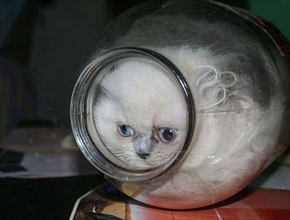 Коты в банках