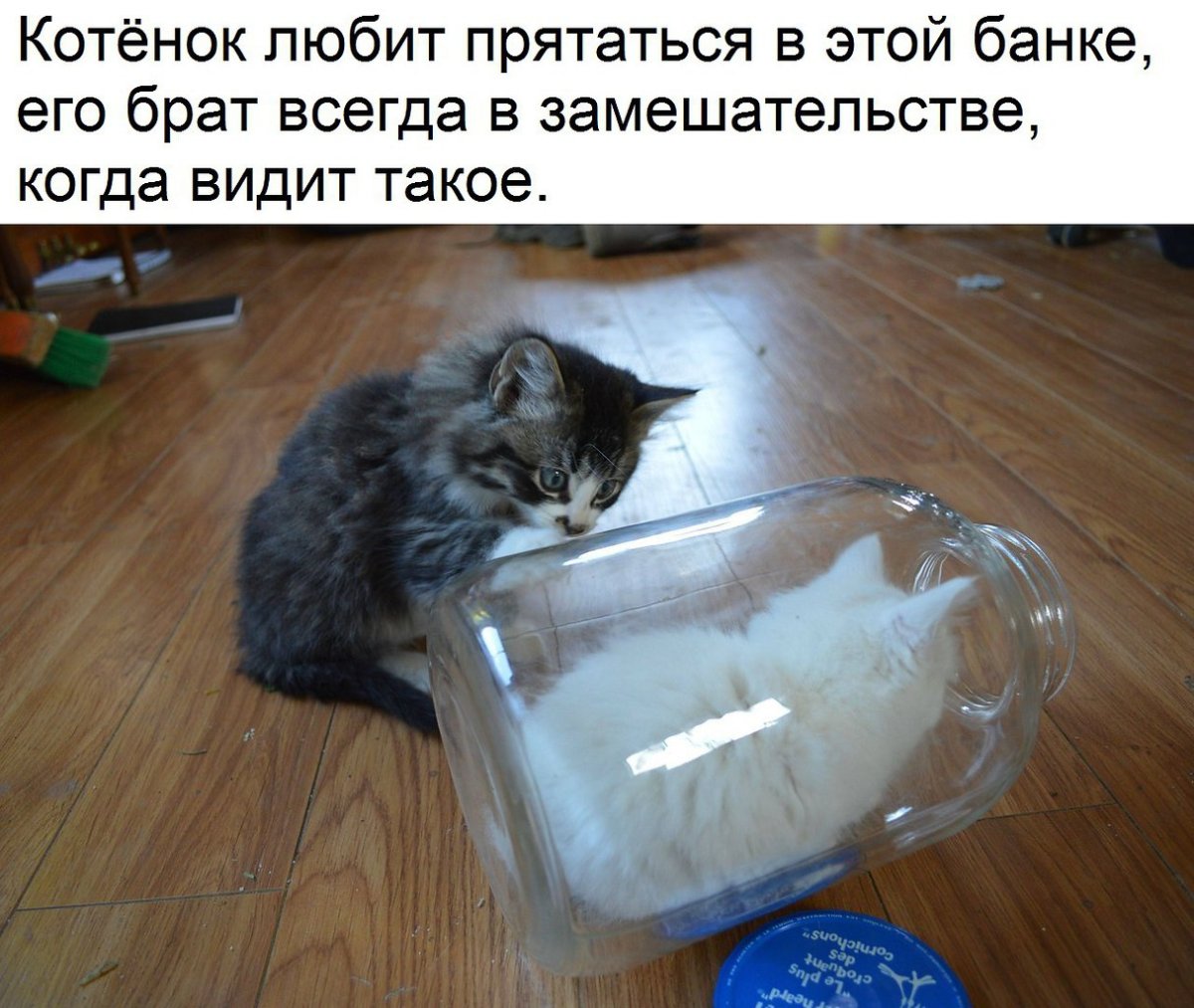 Кота забанили