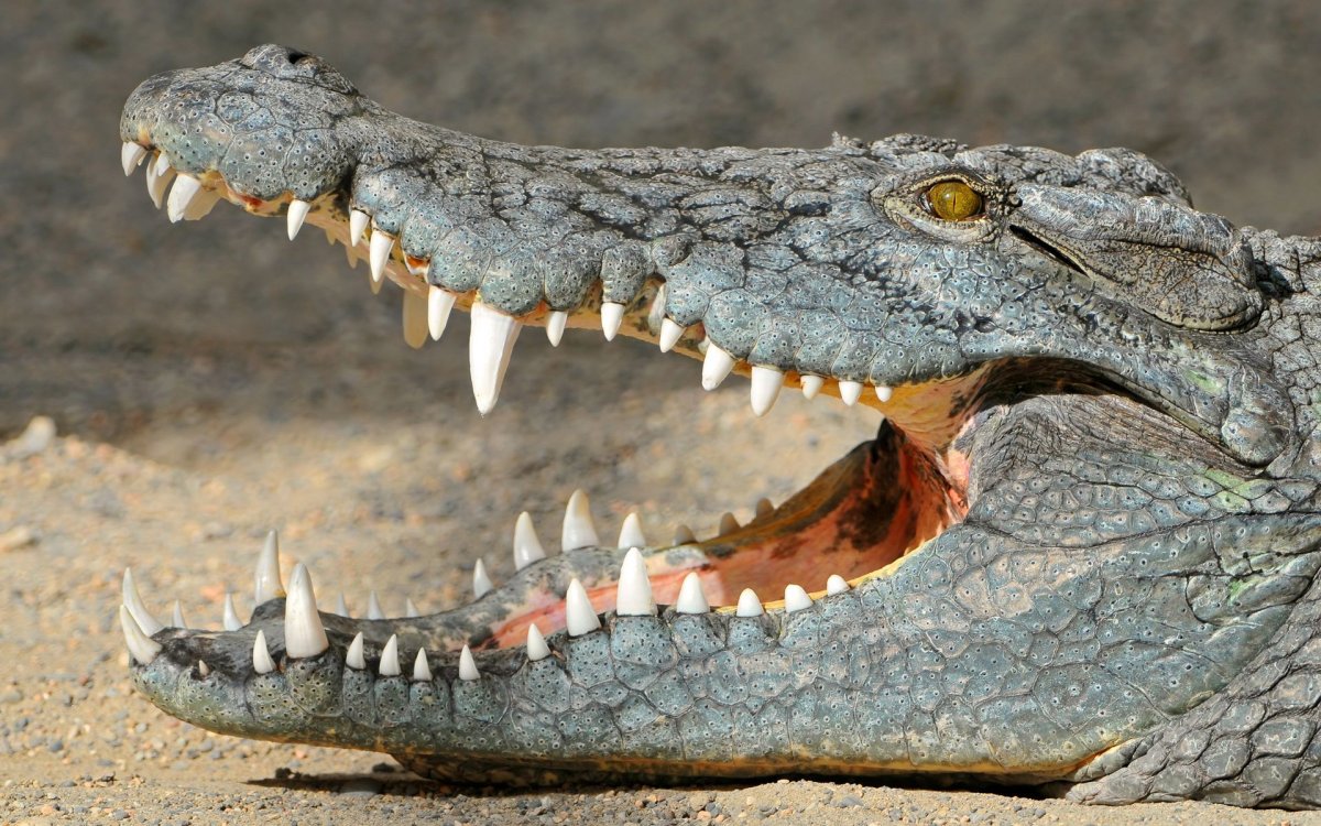 Крокодил с открытым ртом