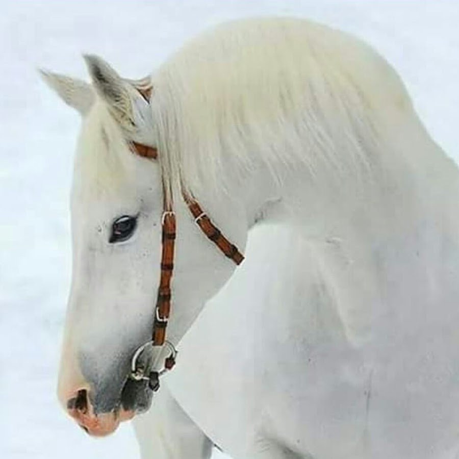 Самая красивая белая лошадь