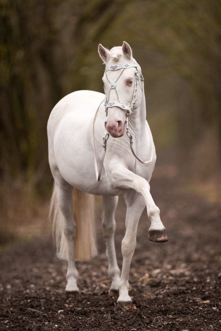 Красивая белая лошадь