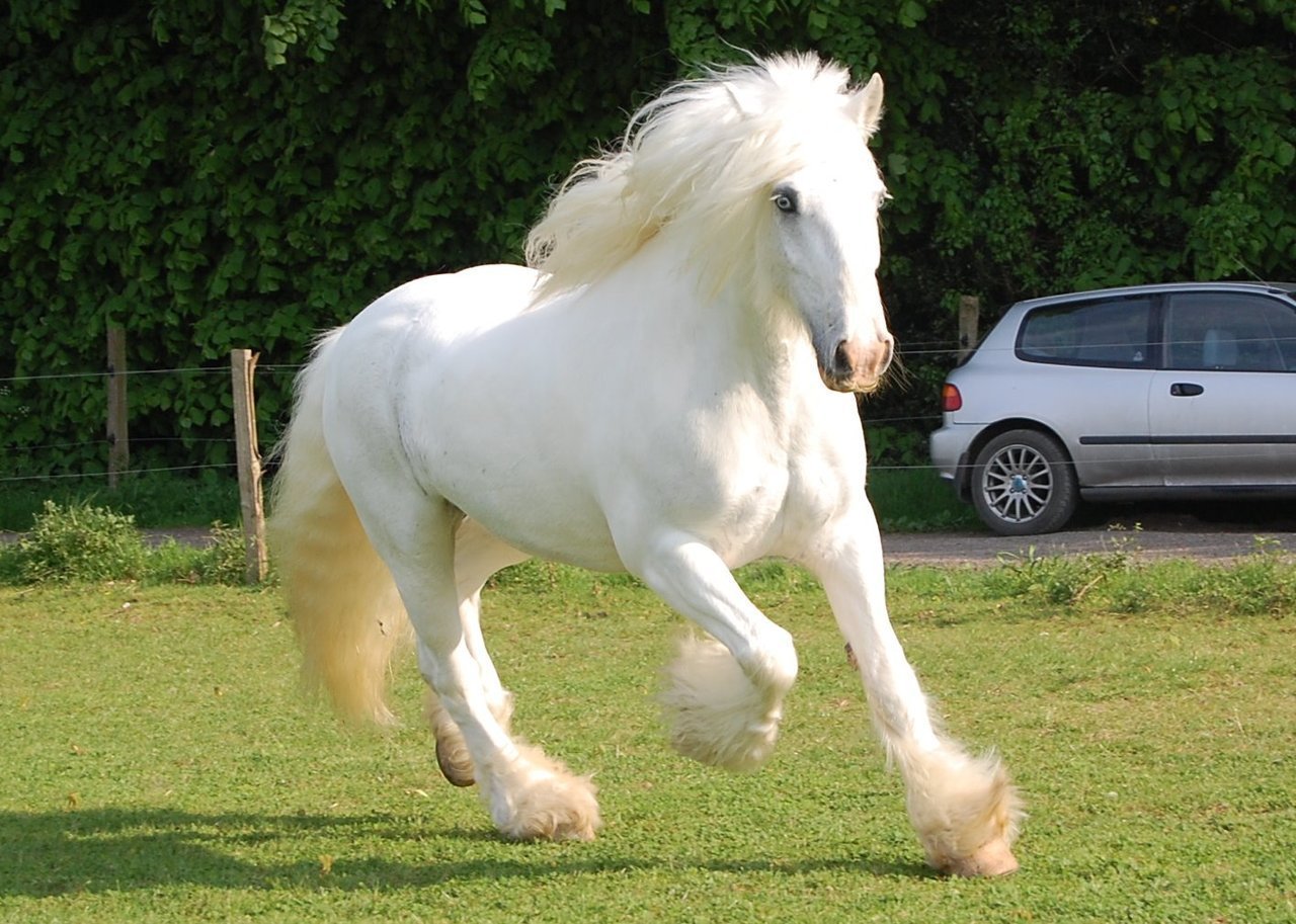 Бывает ли порода. Шайр белый. Тяжеловоз Шайр белый. Лошади породы фриз альбинос. Белый Шайр лошадь.