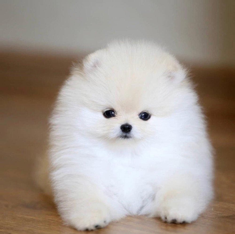 Карликовый шпиц Медвежонок