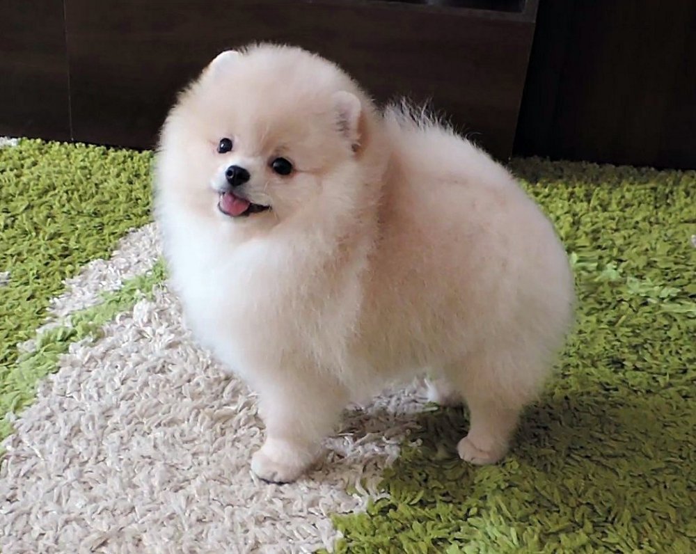 Померанский шпиц медвежьего типа