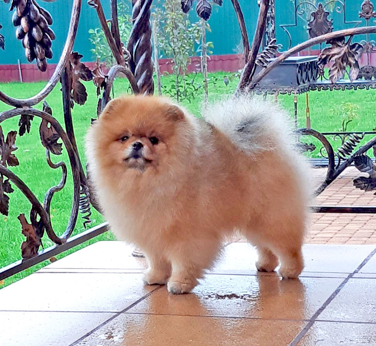 Померанский шпиц медвежьего типа