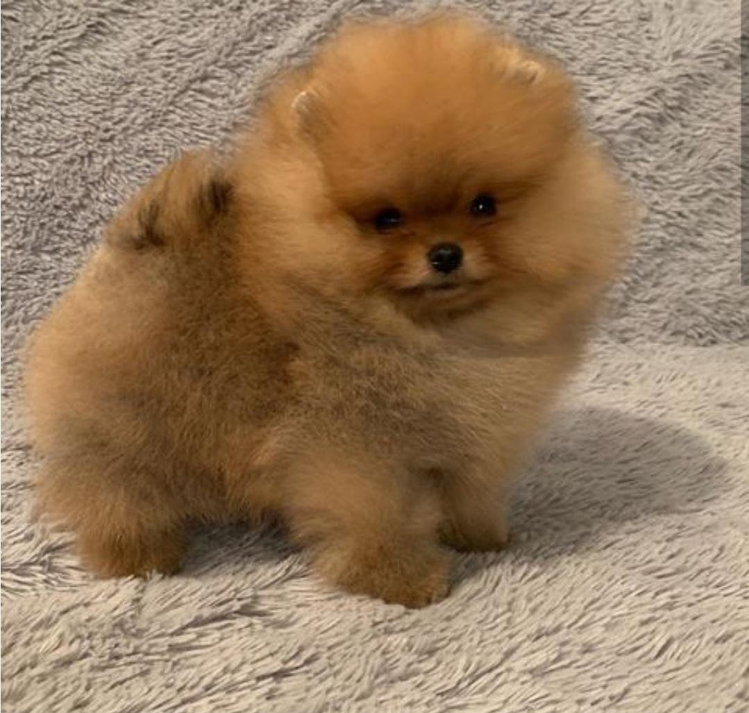 Карликовый шпиц Медвежонок