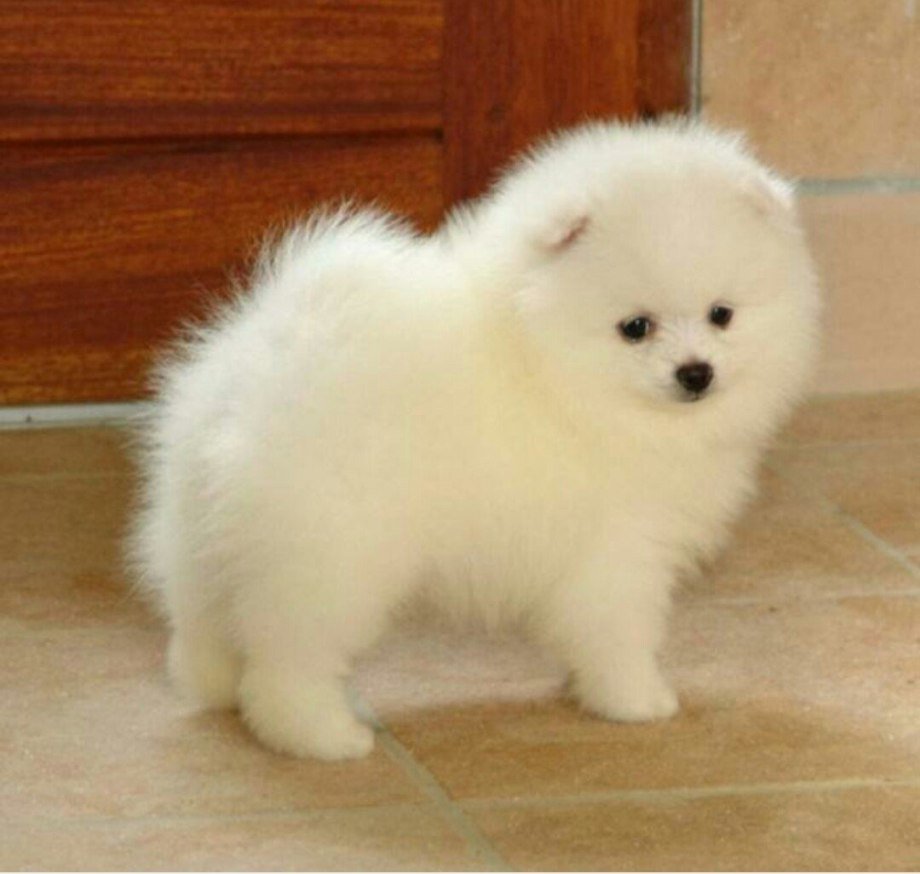 Шпиц померанский медвежьего белый