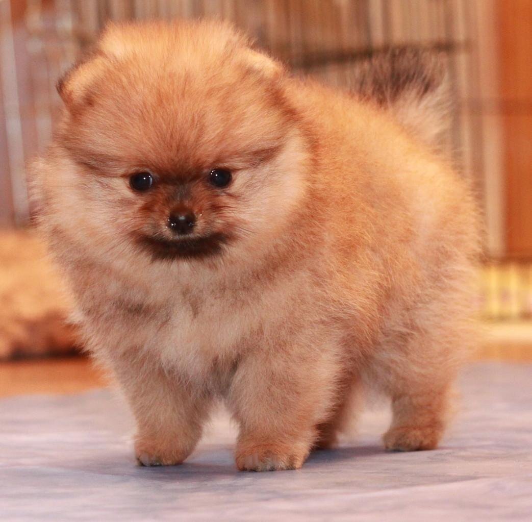 Собачка породы шпиц карликовый