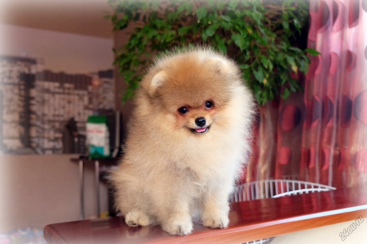 Шпиц померанец мини