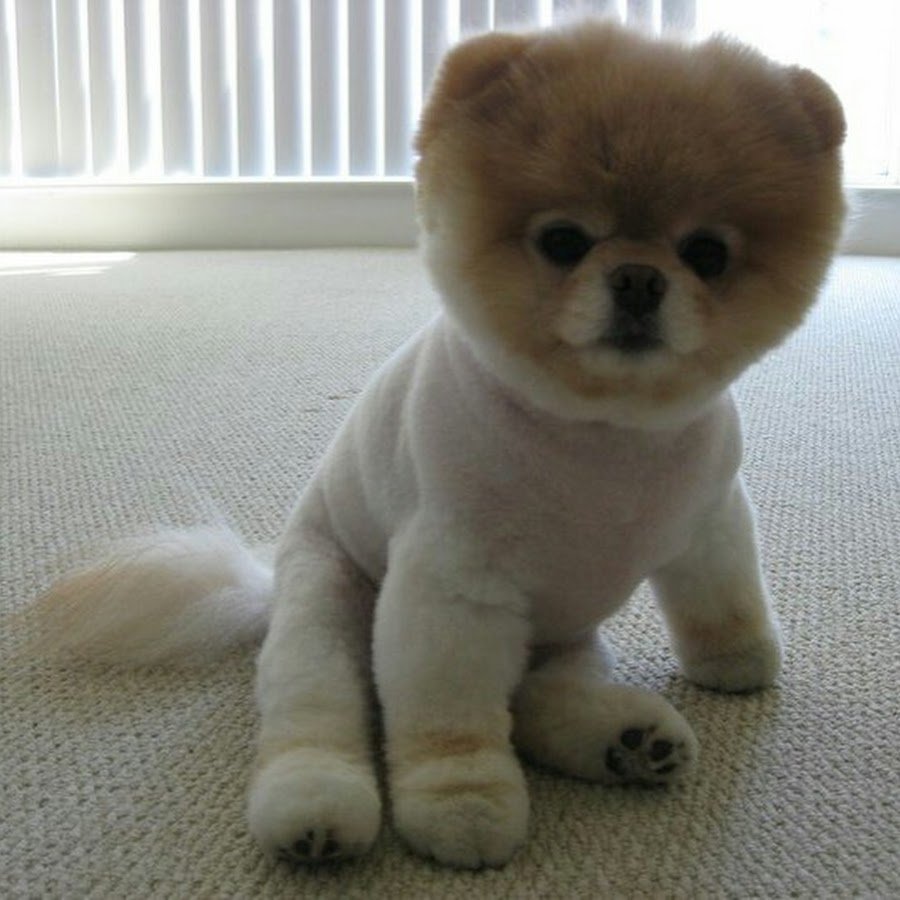 Померанский шпиц стриженный