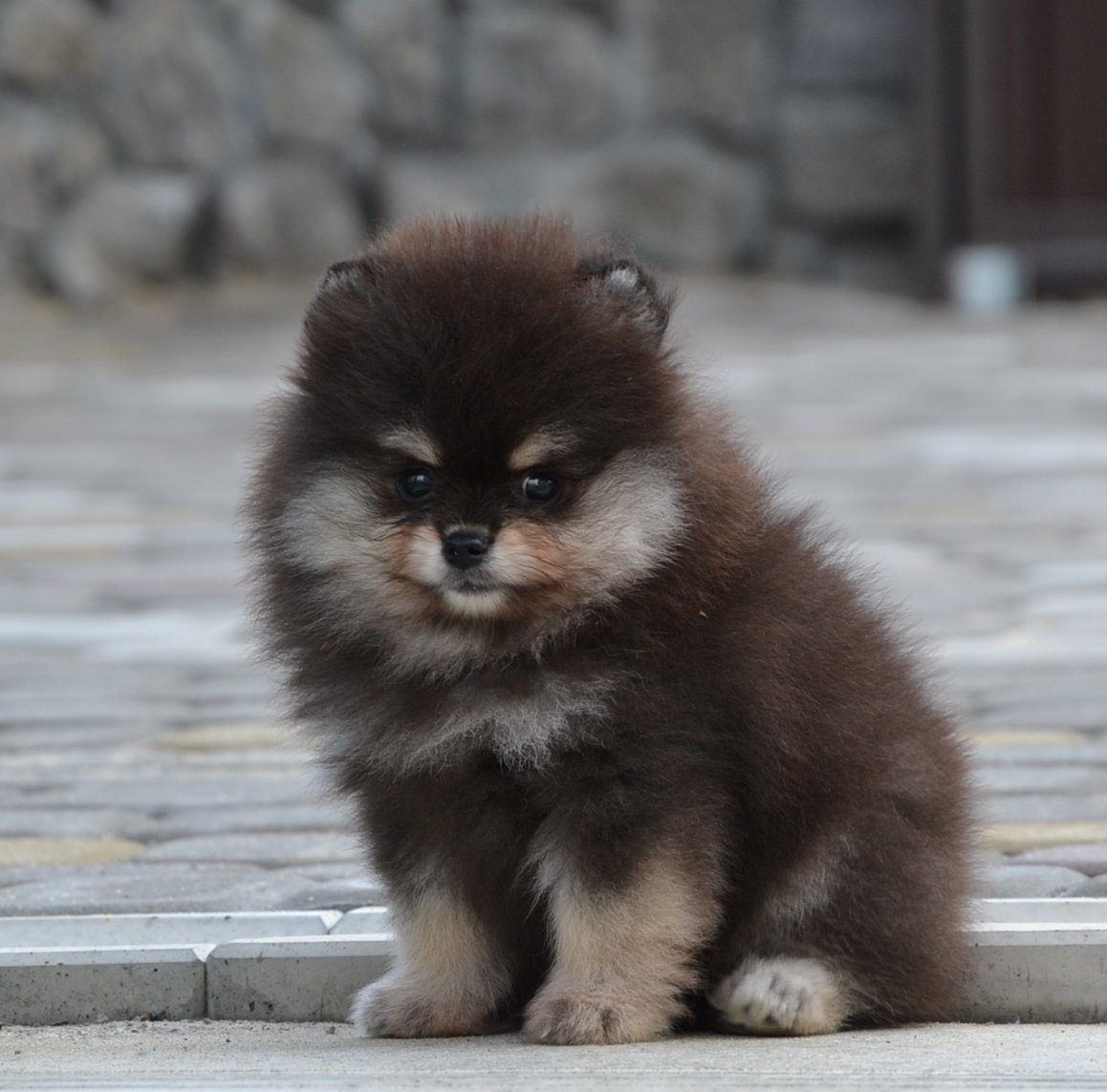 Померанский шпиц медвежьего типа
