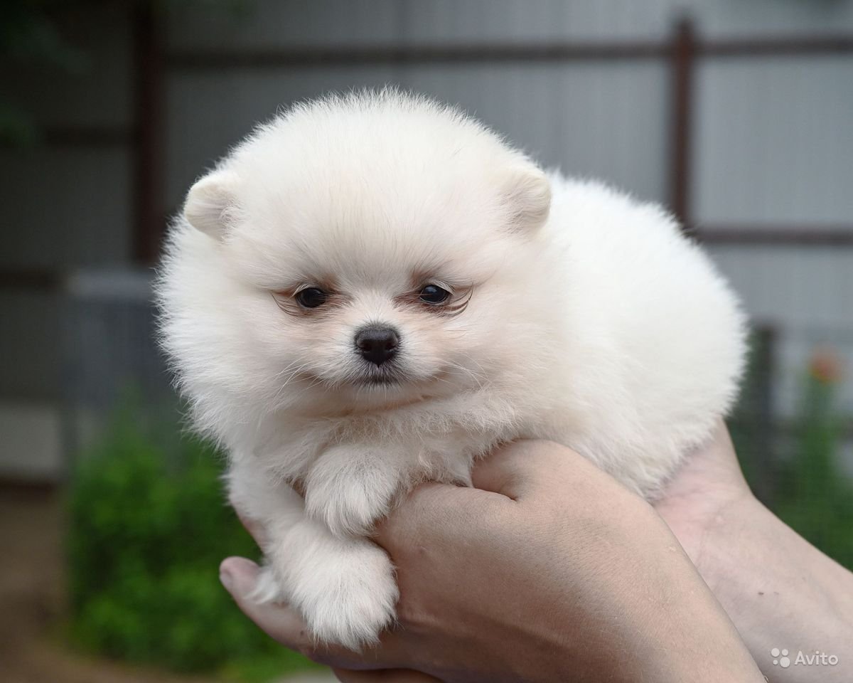 Шпиц Медвежонок белый