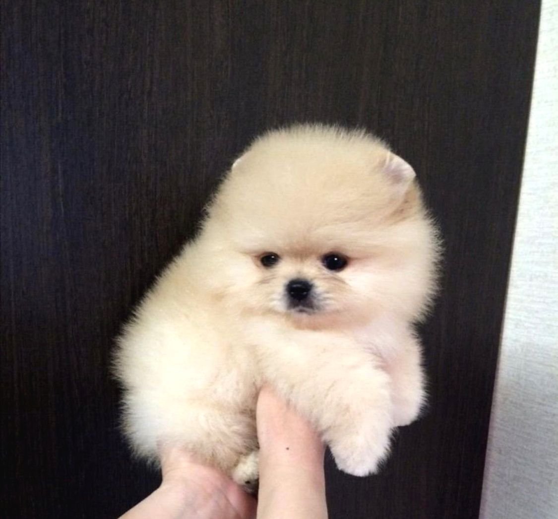 Мини шпиц медвежьего