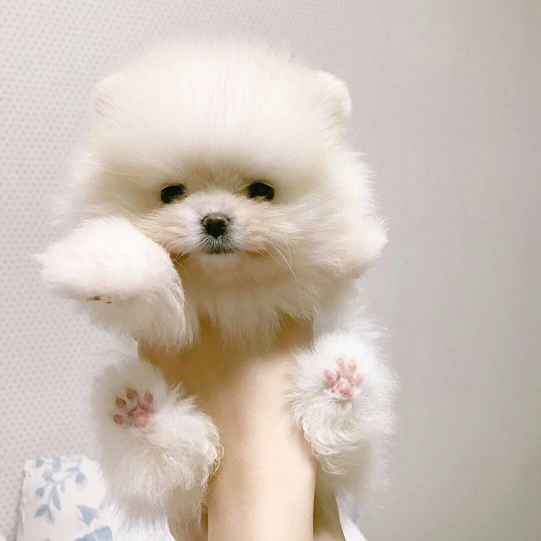 Померанский шпиц белый мини