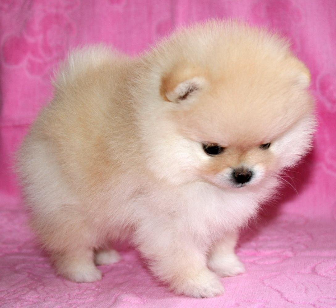 Карликовый шпиц флаффи