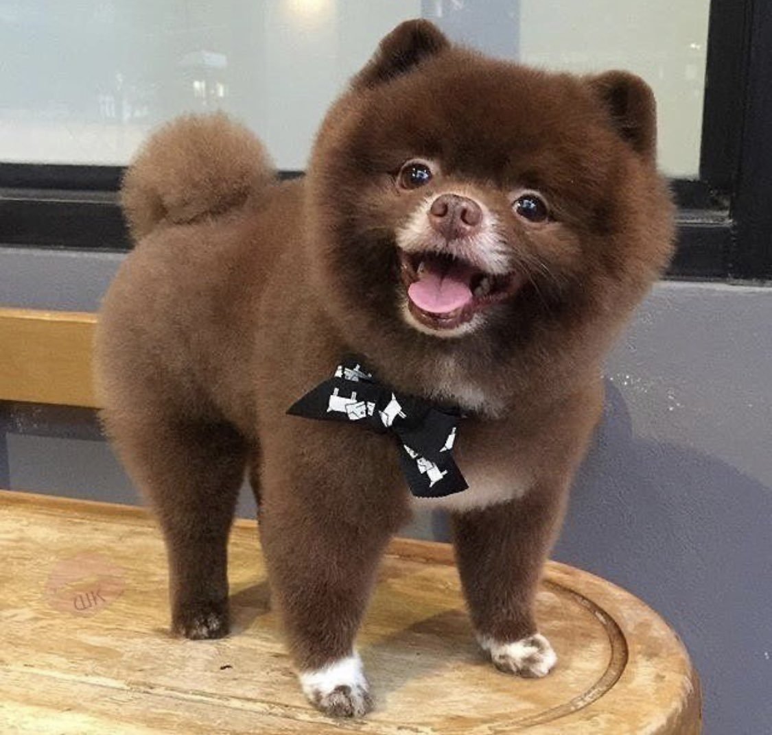 Померанский шпиц стриженный