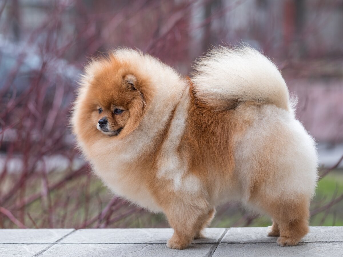 Померанский шпиц медвежьего типа