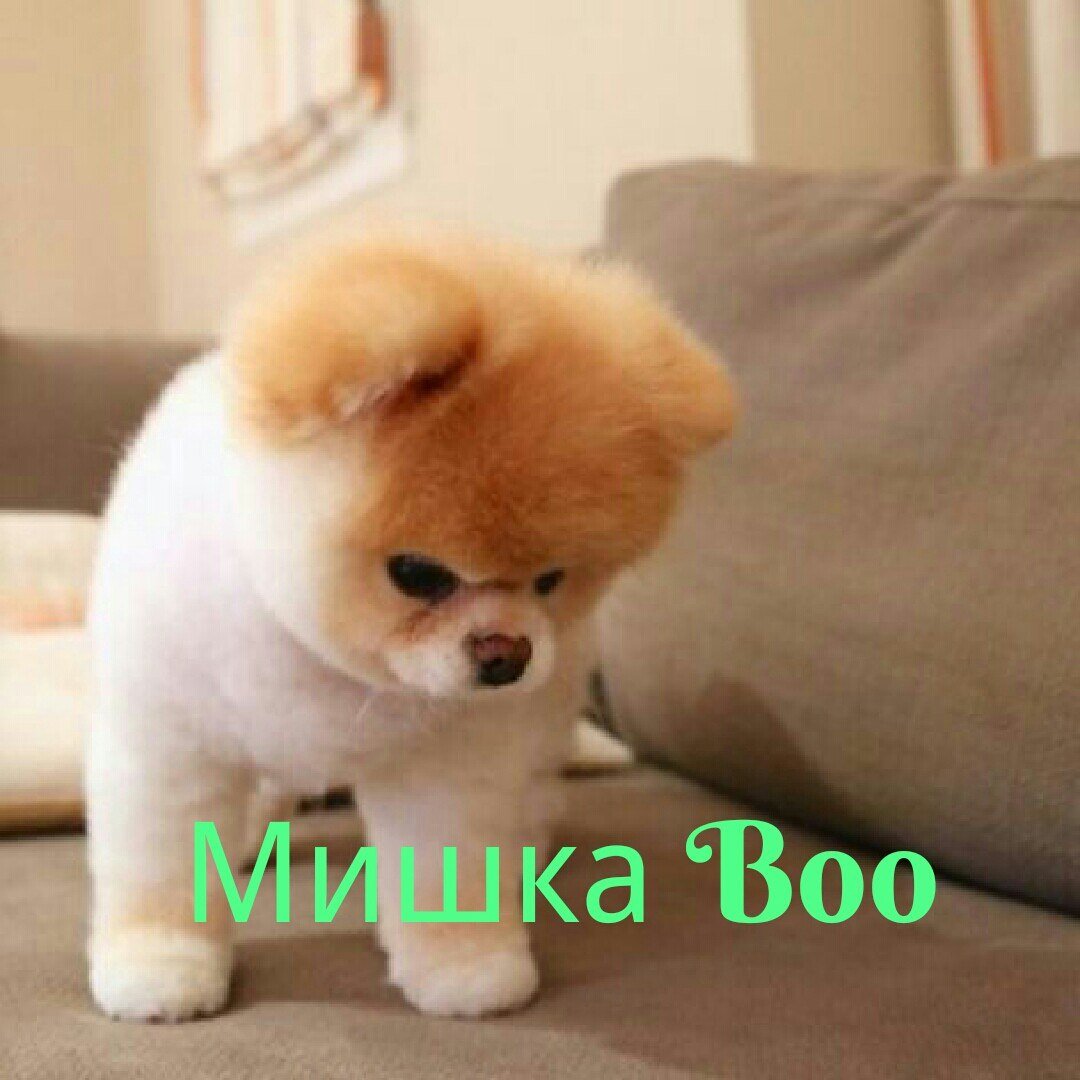 Померанский шпиц Teddy Bear