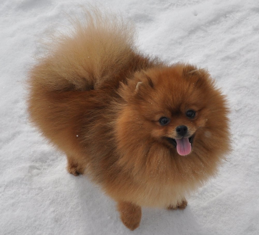 Померанский Лисий шпиц