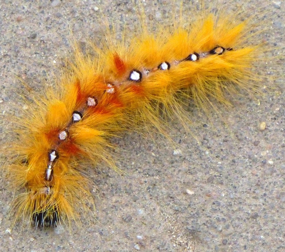 Стрельчатка Кленовая гусеница