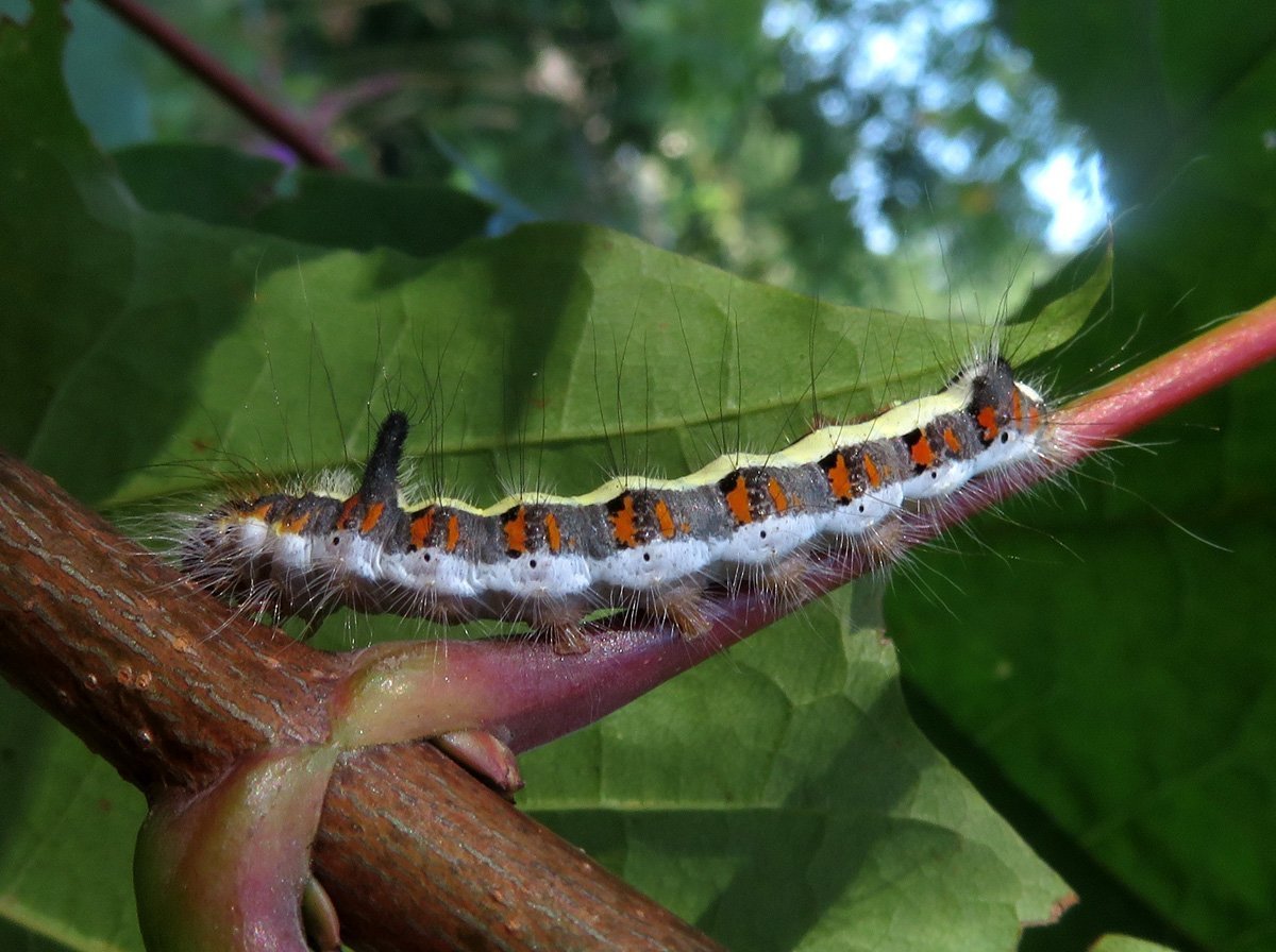 Определитель гусениц по фото