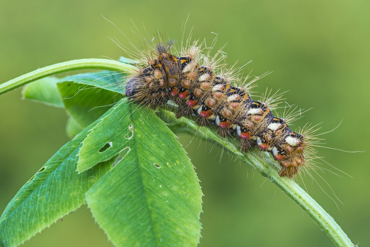 Стрельчатка щавелевая гусеница