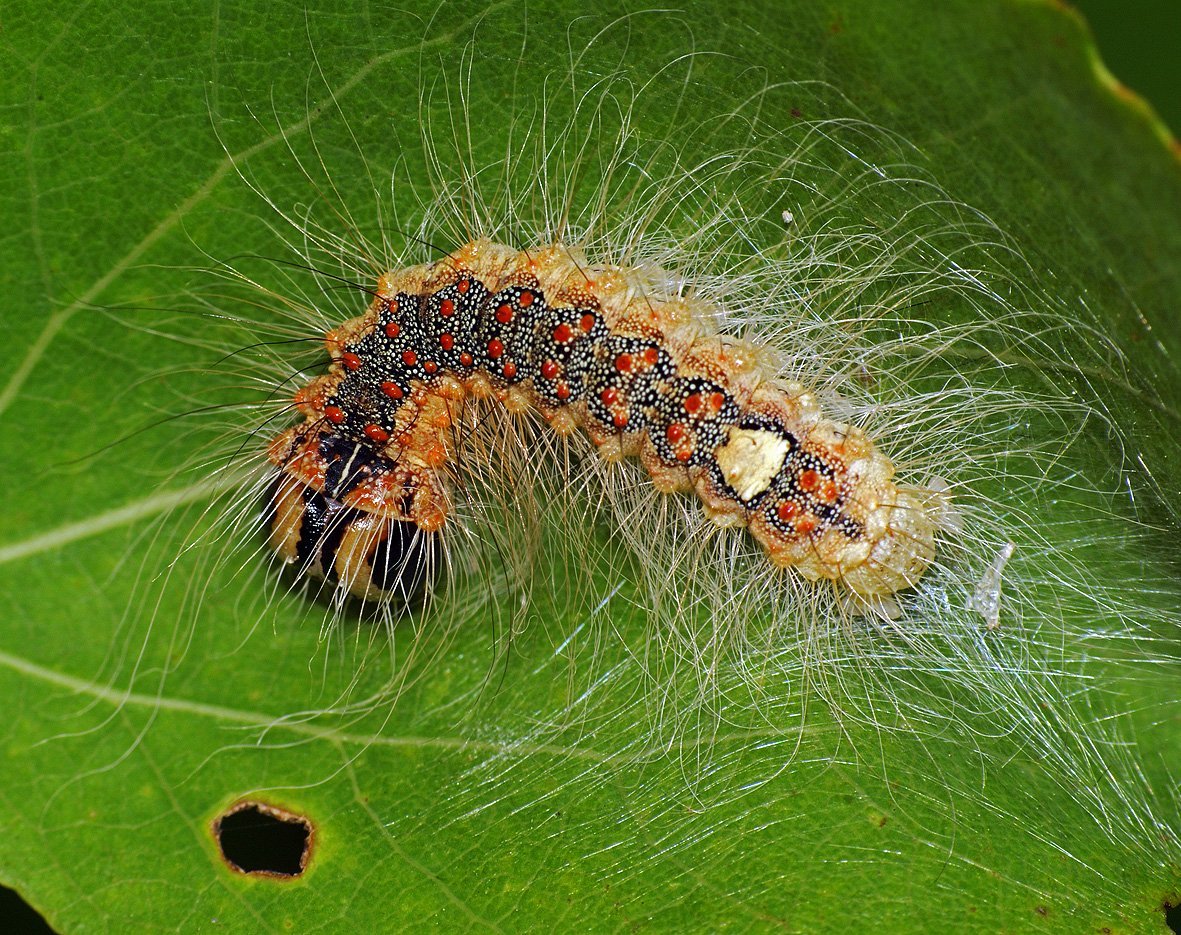 Стрельчатка Кленовая кокон