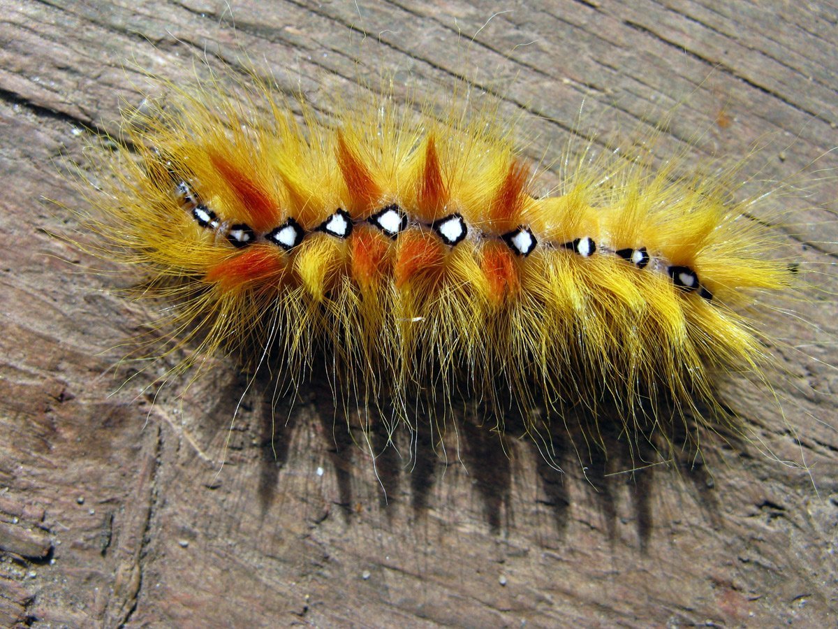 Стрельчатка Кленовая гусеница