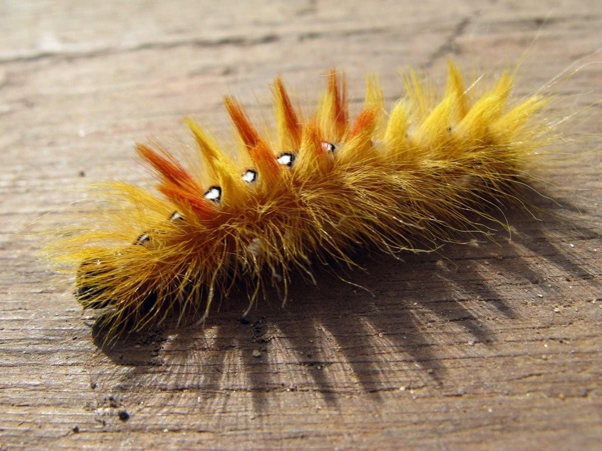 Стрельчатка Кленовая гусеница