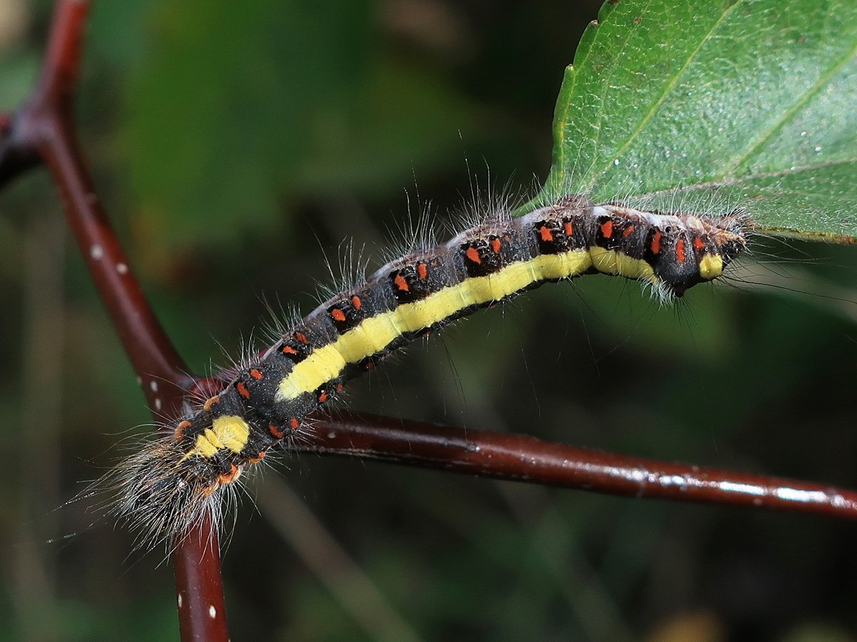 Гусеница палочник