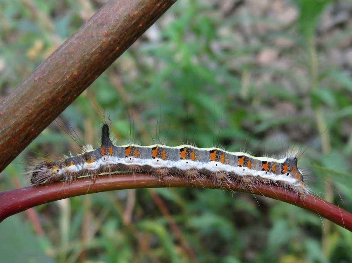Acronicta psi гусеница