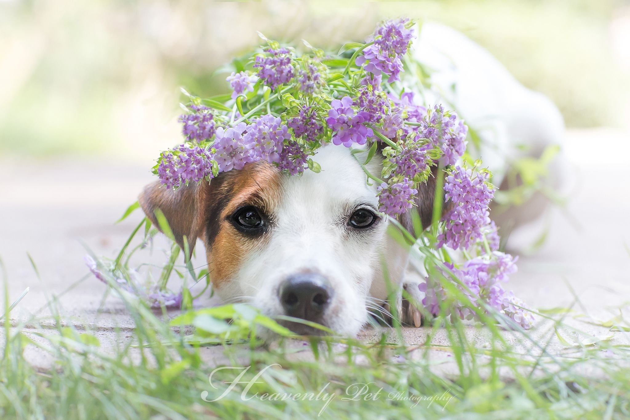 Собаки весной картинки. Джек-Рассел-терьер. Jack Russell Terrier. Джек Рассел терьер с цветами. Джек-Рассел-терьер оттенки.